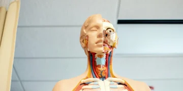 A mannequin displaying a human body with visible organs, illustrating anatomical features for educational purposes.