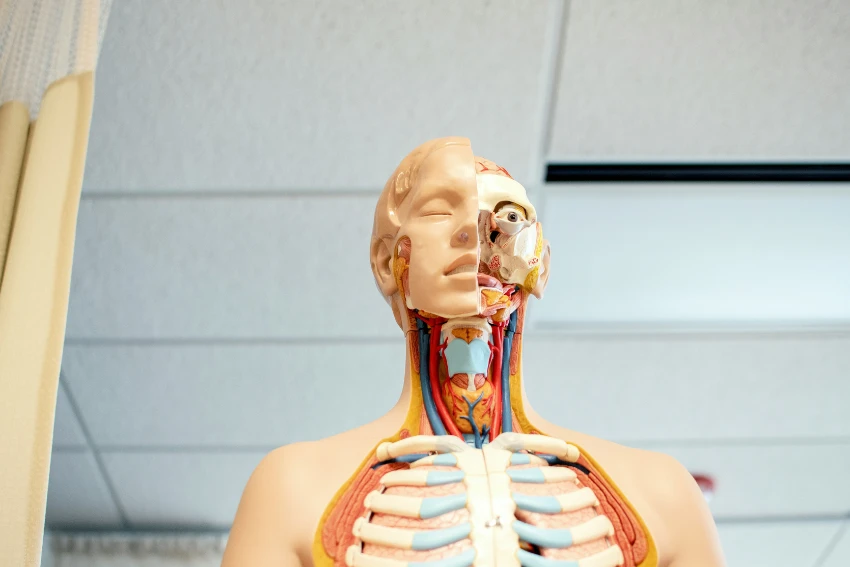 A mannequin displaying a human body with visible organs, illustrating anatomical features for educational purposes.